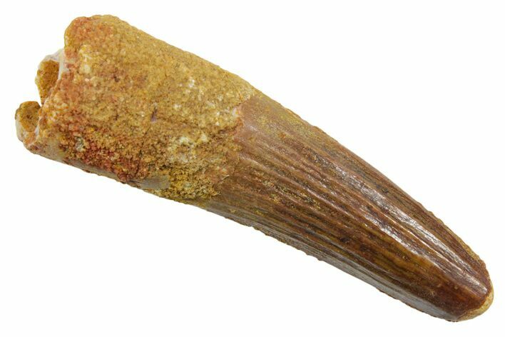 Fossil Spinosaurus Tooth - Real Dinosaur Tooth #349763